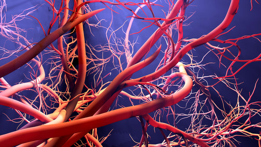 Leg blood circulation is vital to our health