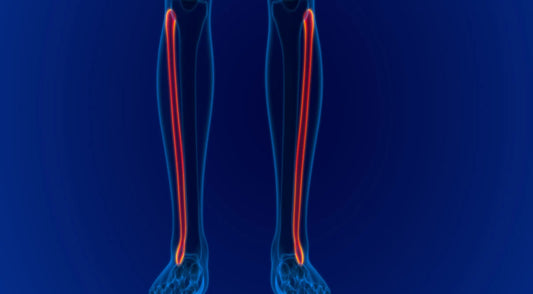 Fibula (Calf Bone)