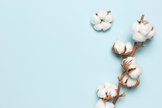 Italian cotton